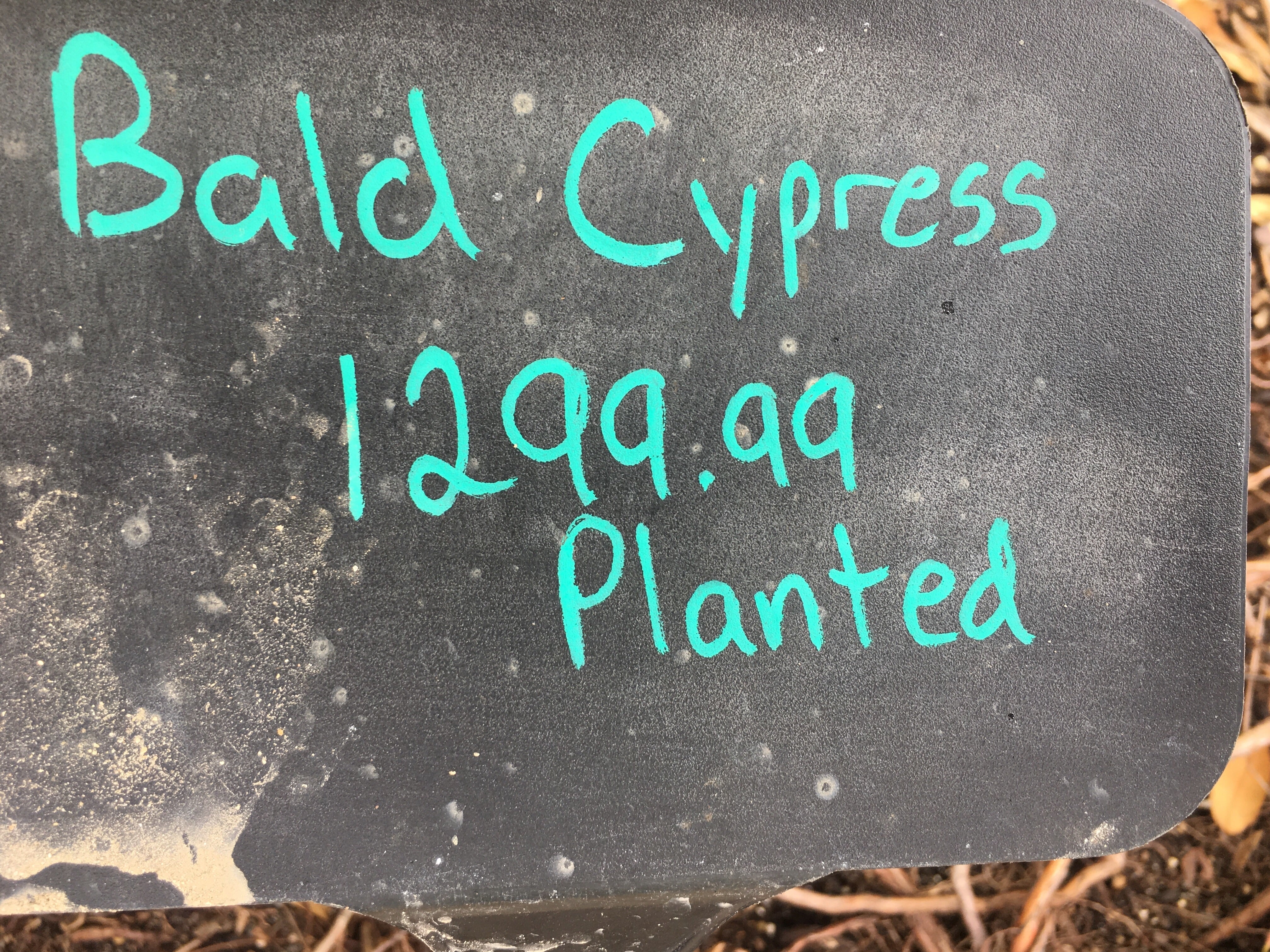 Bald Cypress