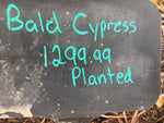 Bald Cypress