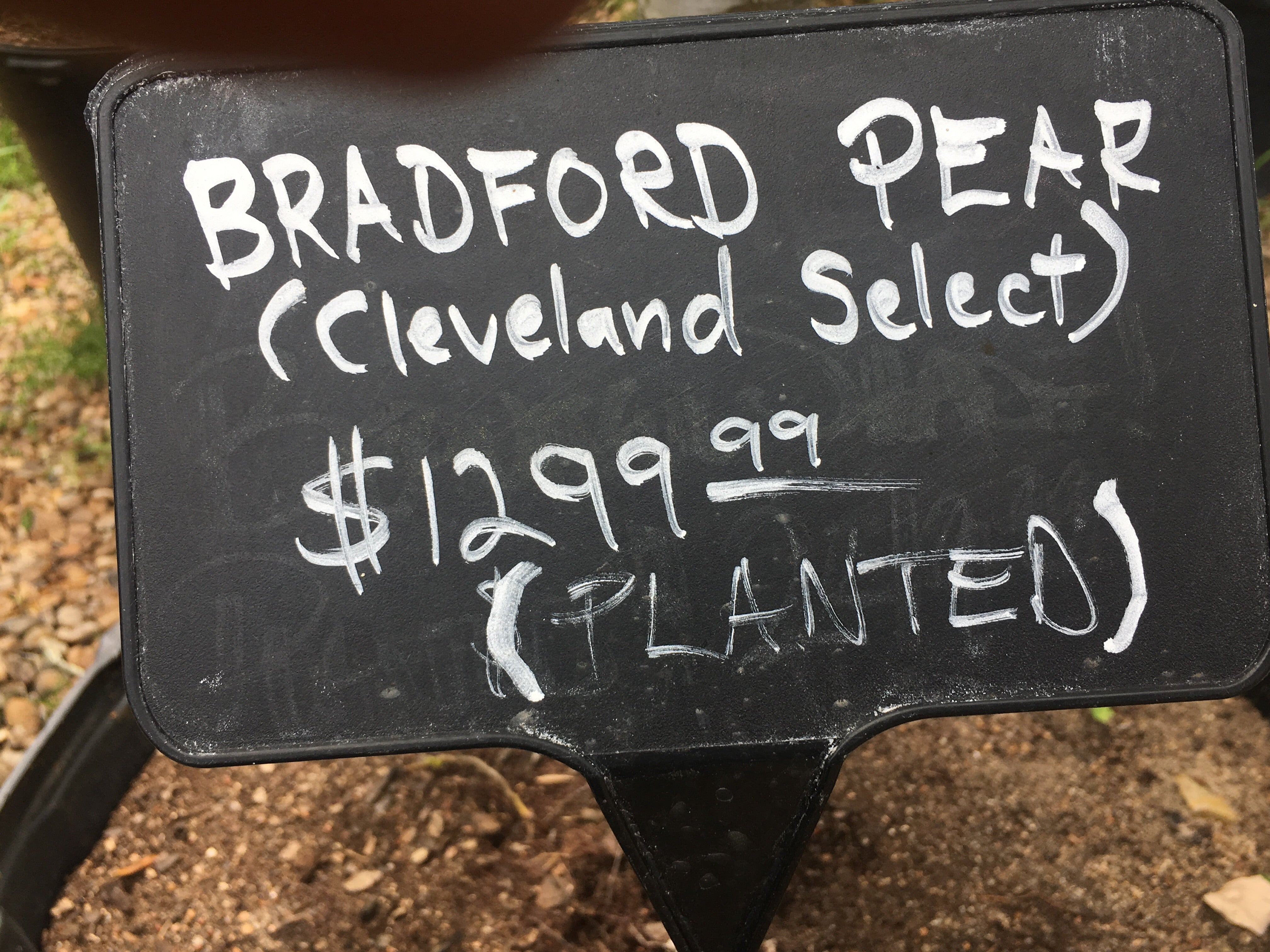 Bradford Pear (Cleveland Select)