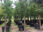 Bradford Pear (Cleveland Select)
