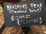 Bradford Pear (Cleveland Select)