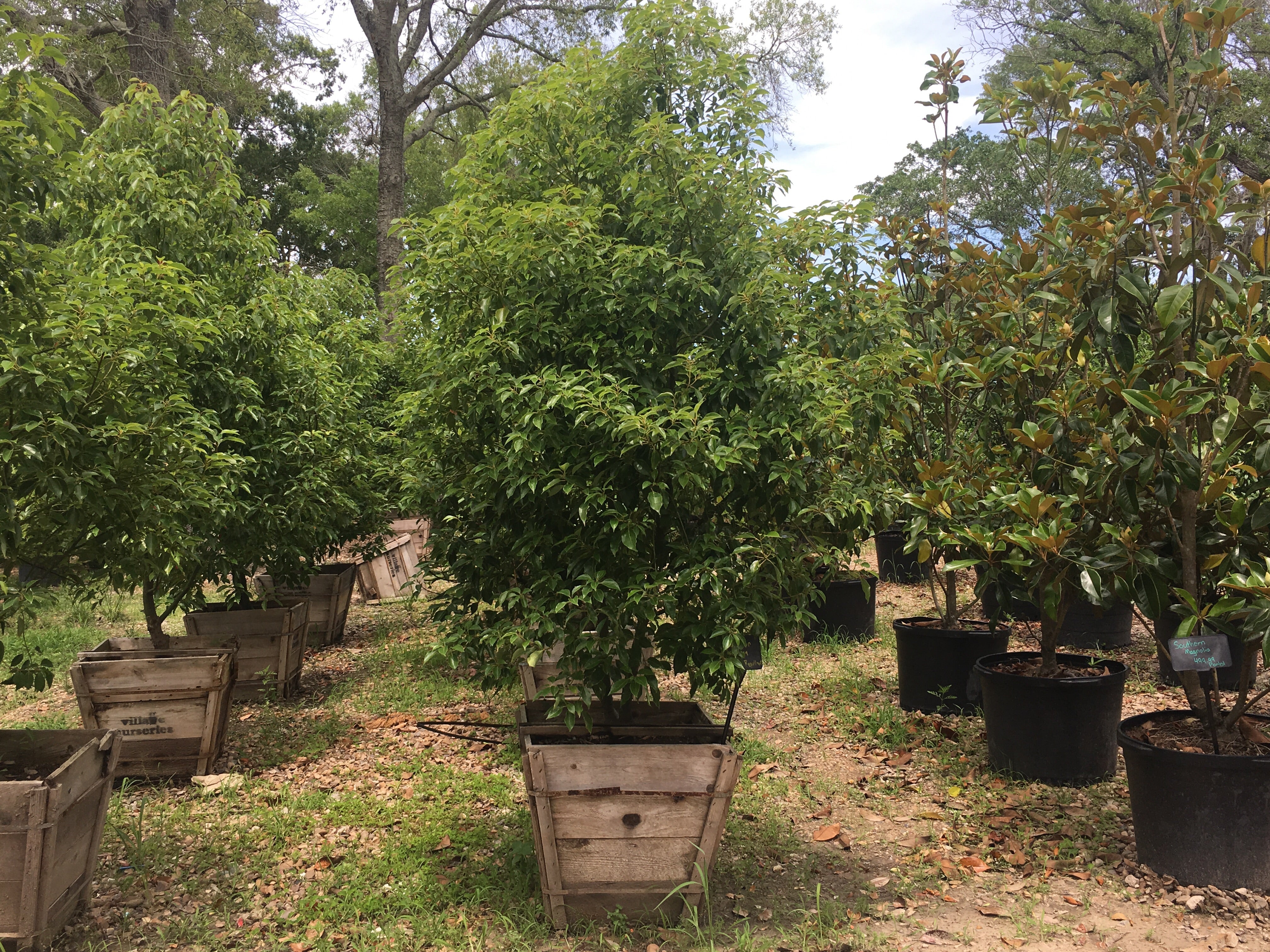 Camphor Mosquito Relpellant