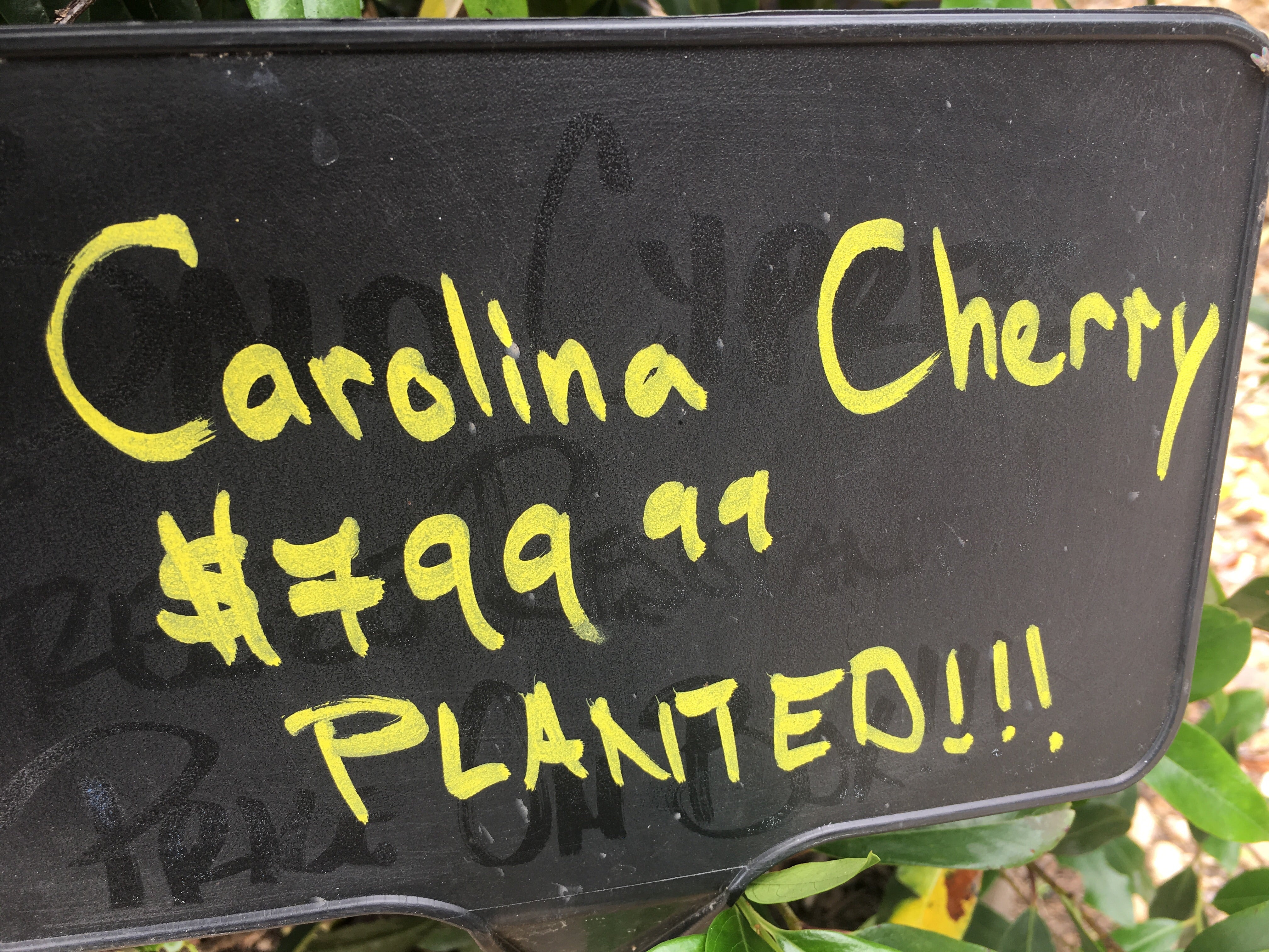 Carolina Cherry