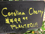 Carolina Cherry