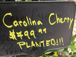 Carolina Cherry