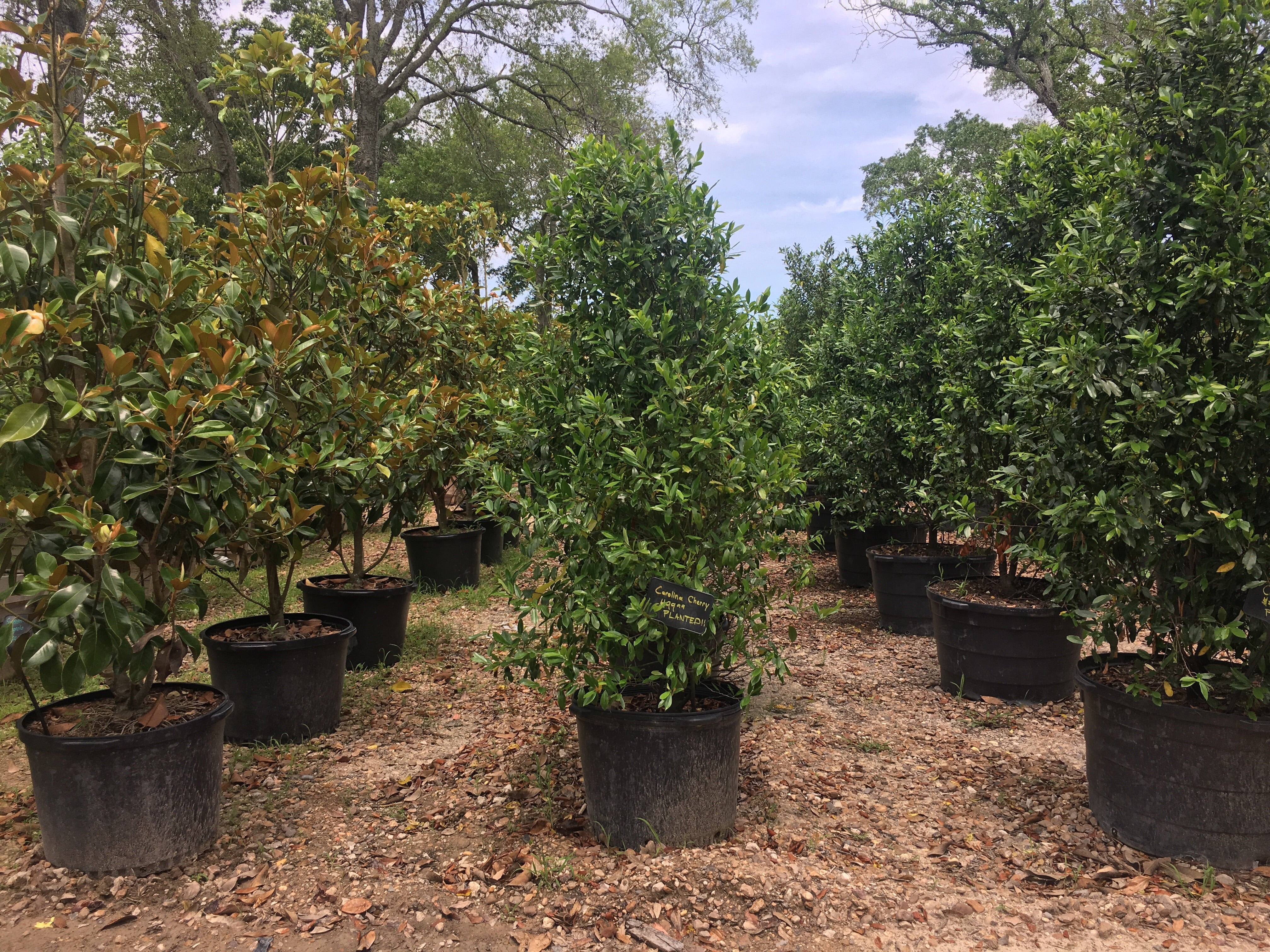 Carolina Cherry