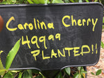 Carolina Cherry