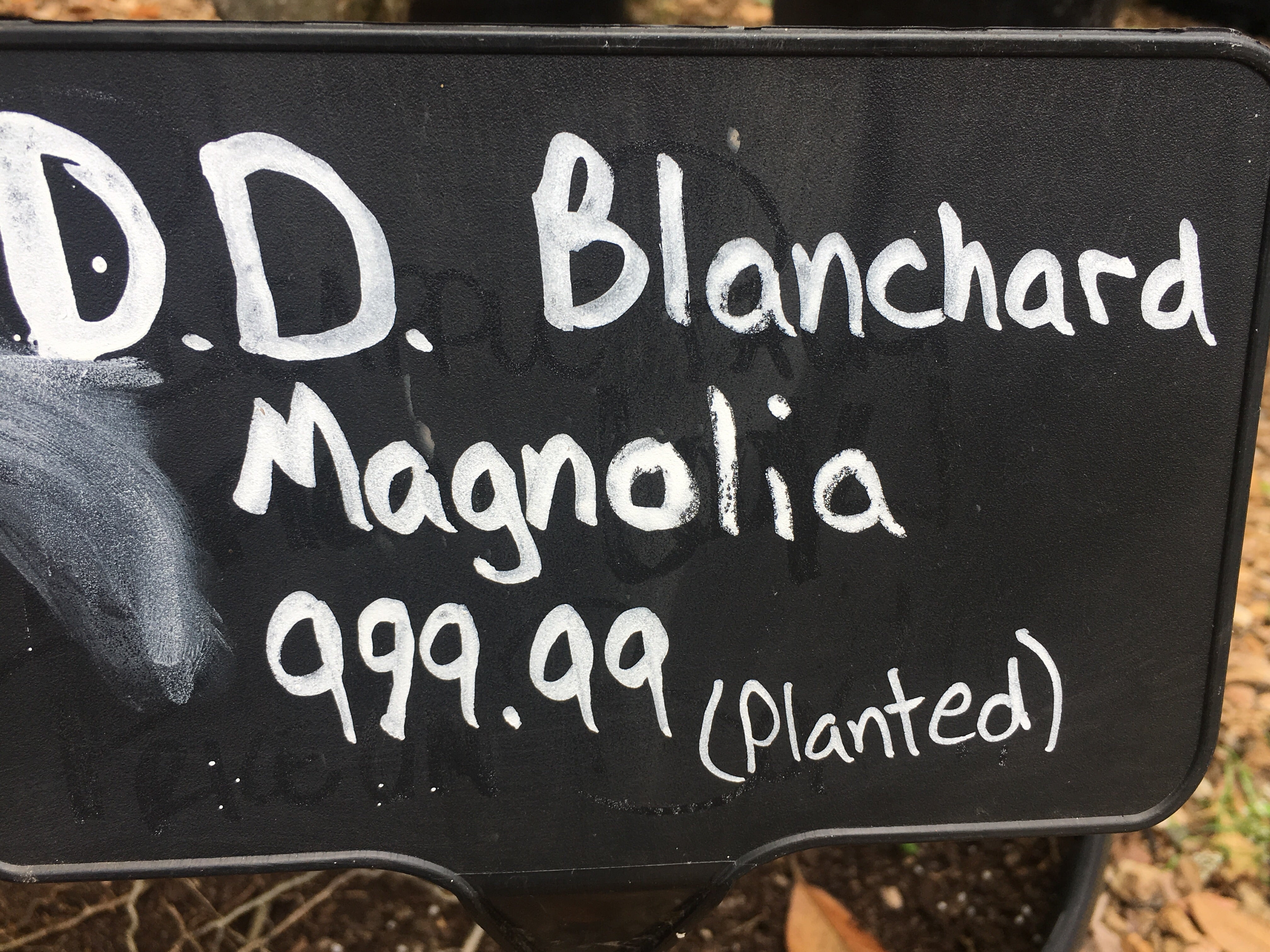 DD. Blanchard Magnolia