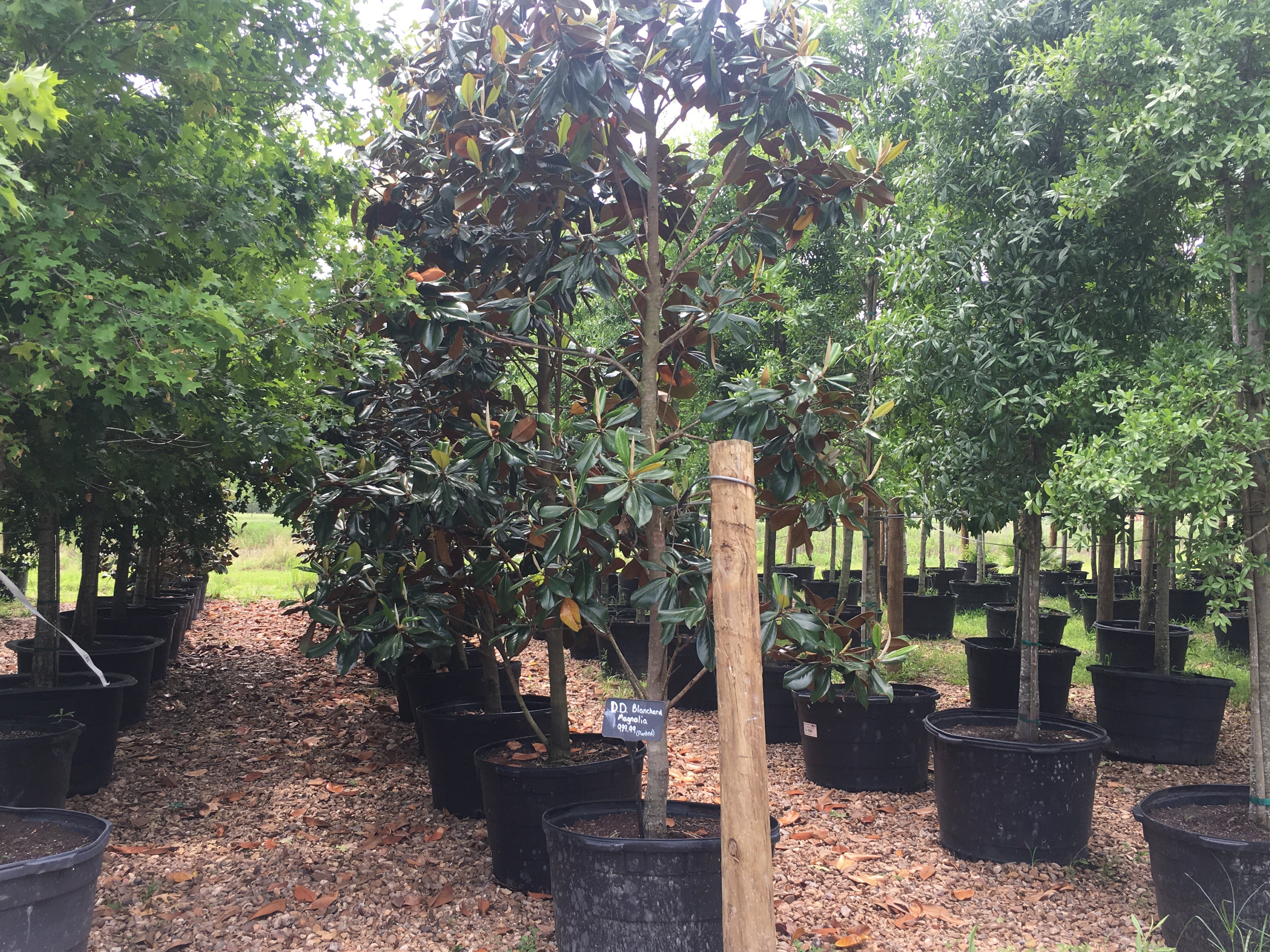 DD. Blanchard Magnolia