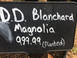 DD. Blanchard Magnolia