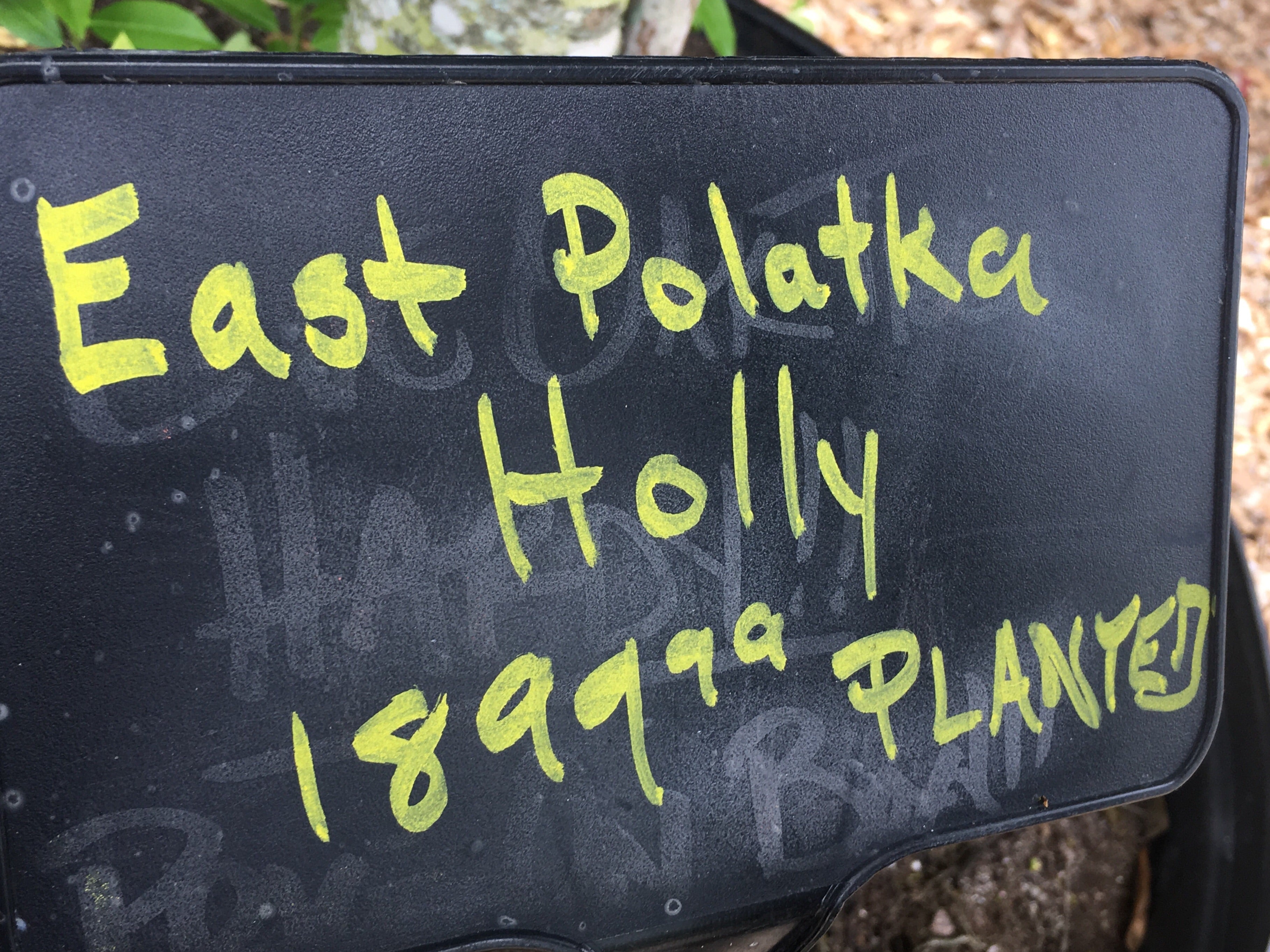 East Polatka Holly