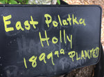 East Polatka Holly