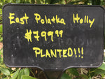 East Polatka Holly