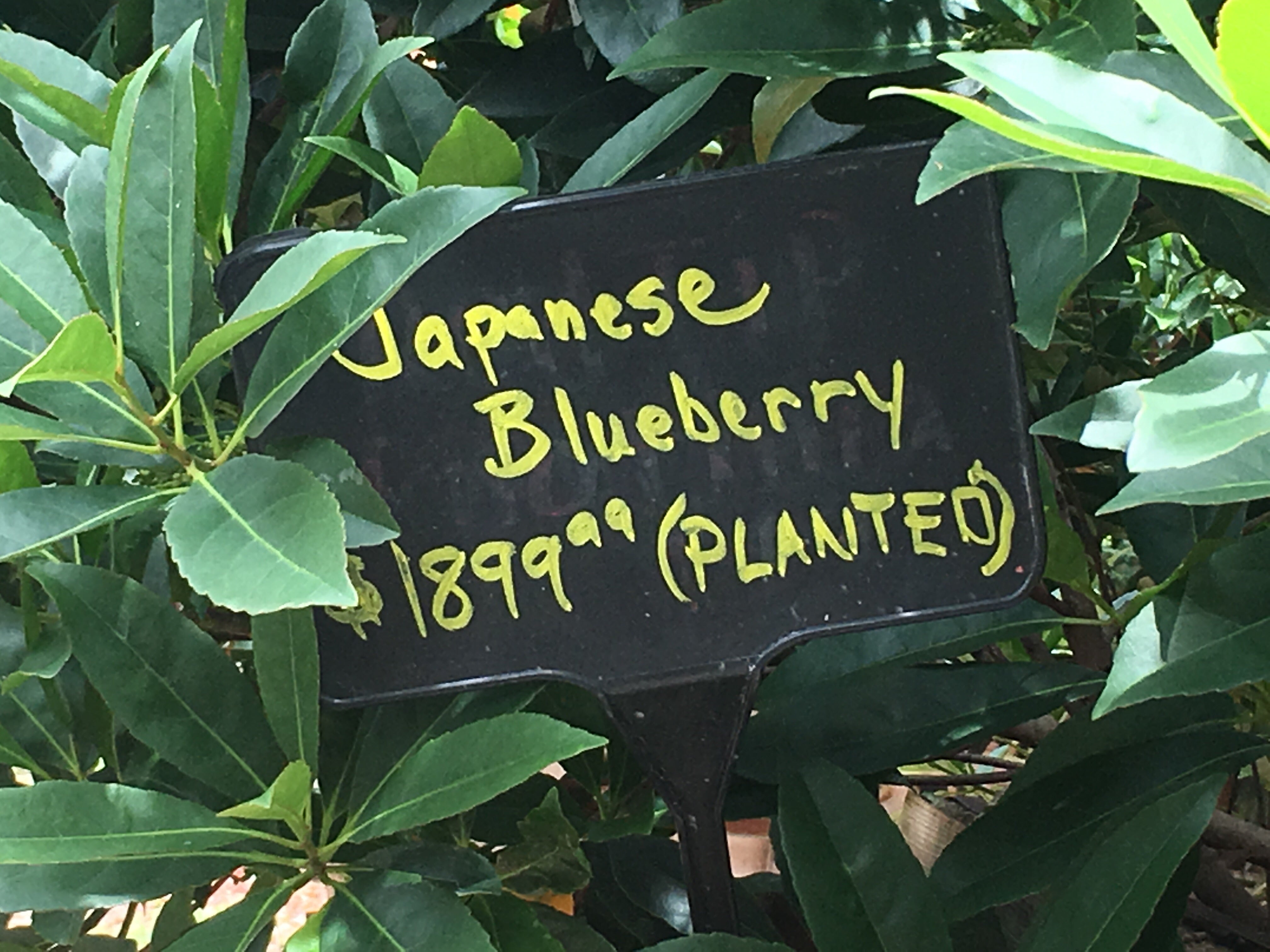 Japanese Blueberry