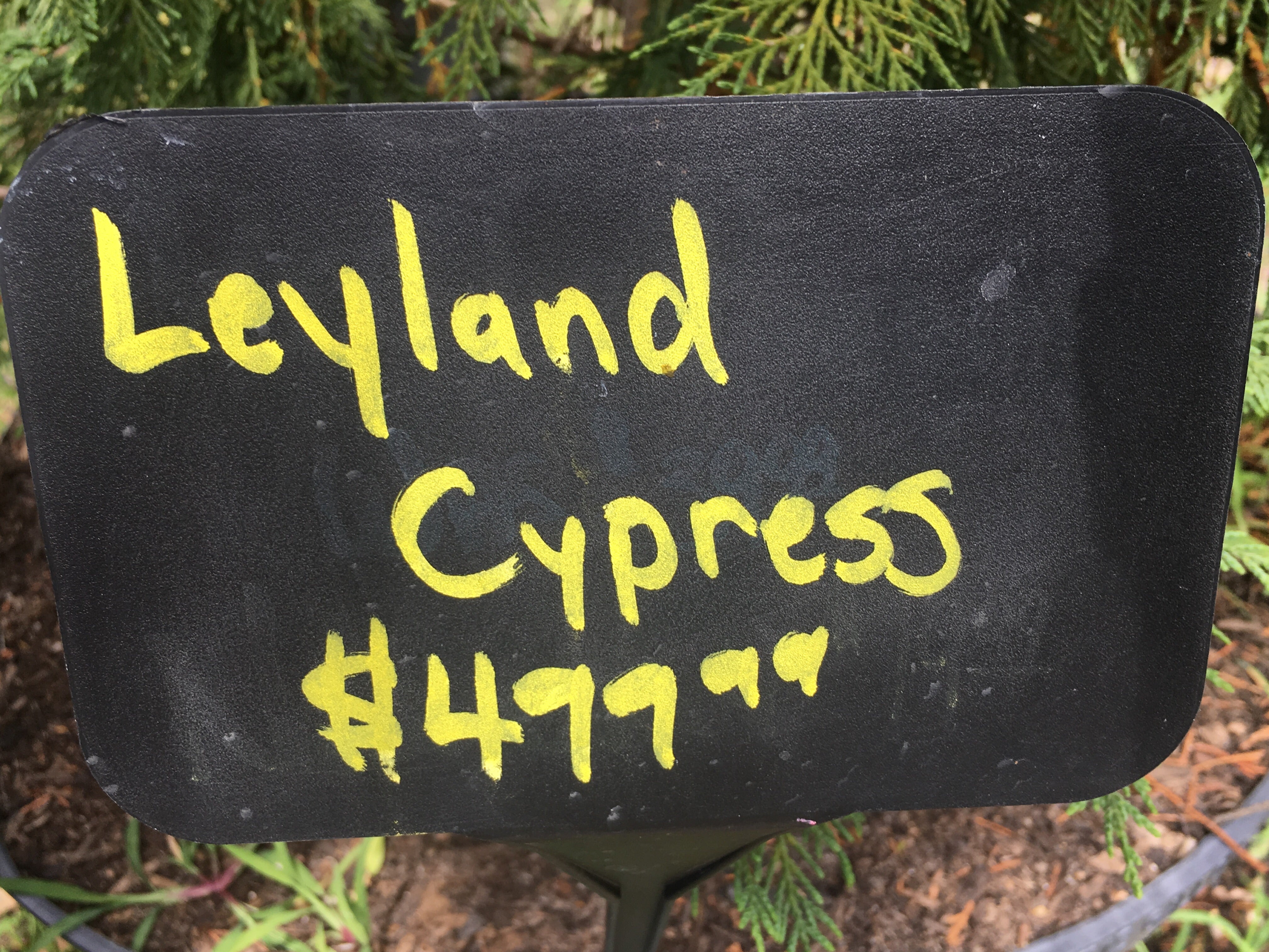 Leyland Cypress