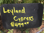 Leyland Cypress