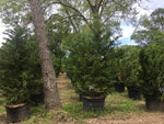 Leyland Cypress