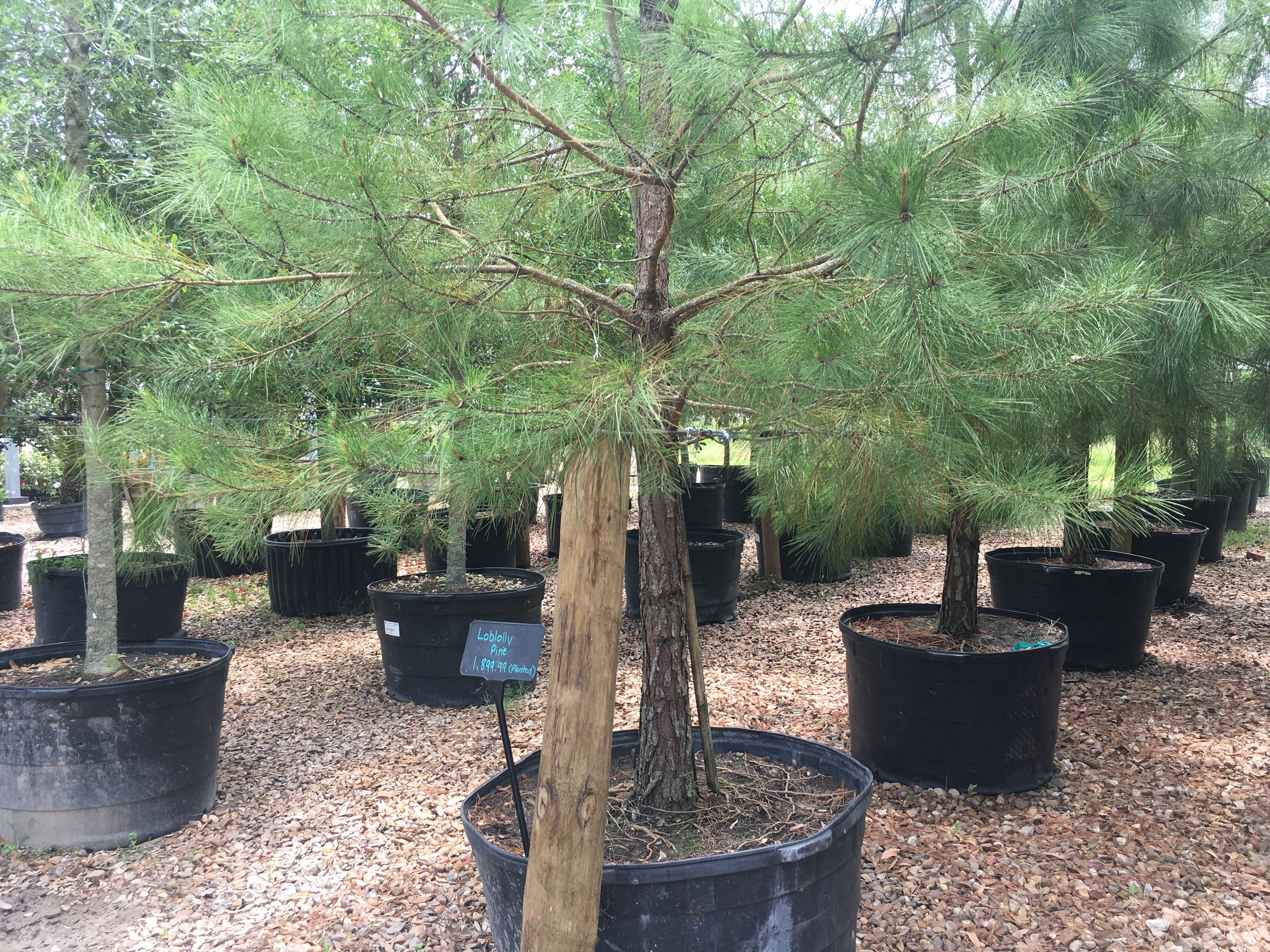 Loblolly Pine