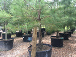 Loblolly Pine