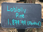 Loblolly Pine