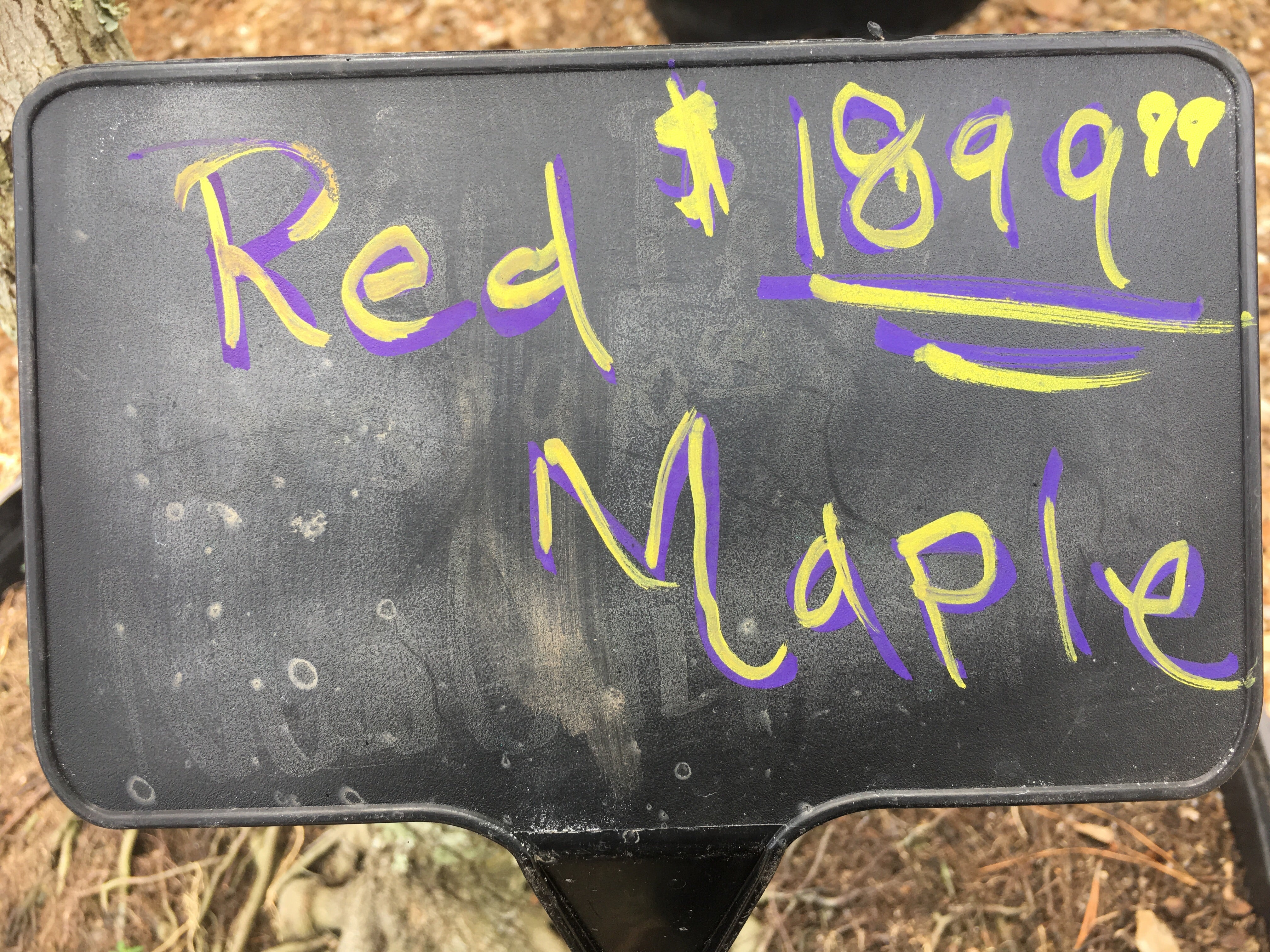Red Maple