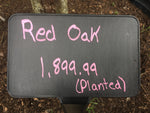 Red oak
